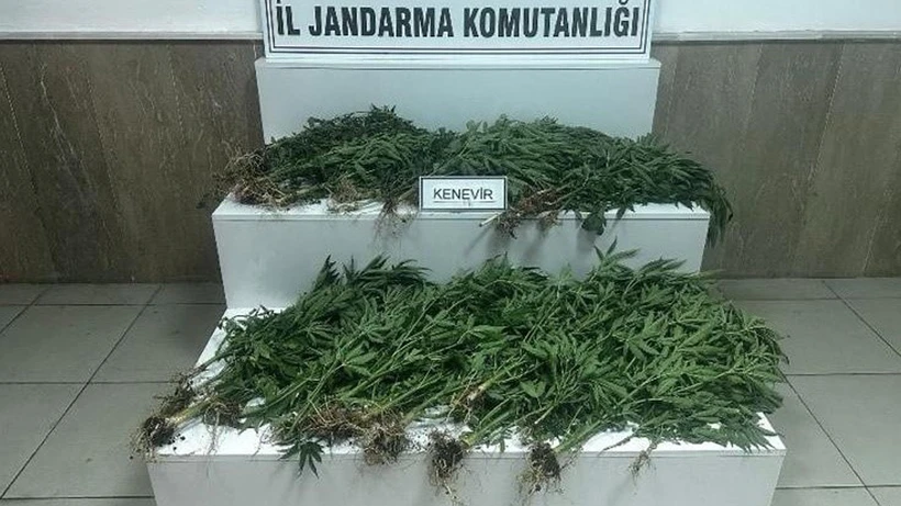 Gaziantep’te Zehir Tacirlerine Darbe! 403 Kök Kenevirle Yakalandılar