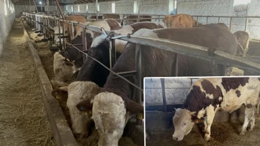 Kars’ta 600 Kiloluk Simental Boğa Varto 250 Bin Liradan Satışa Çıktı