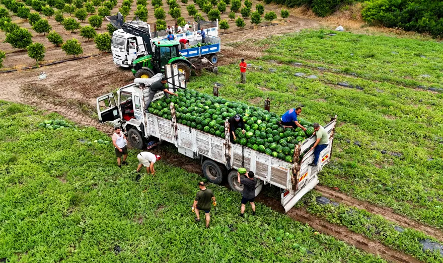 Adana Karpuzunda Hasat Başladı Tarlada Kilosu 25 Lira