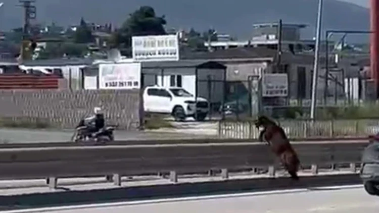 Kurbanlık Keçi Firar Etti Orta Refüjden Atladı Sahibine Zor Anlar Yaşattı
