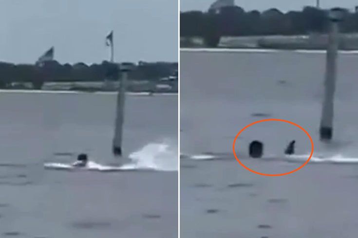 Florida’daki Donanma Üssünde Köpekbalığı Saldırısı Bir Personel Ağır Yaralandı