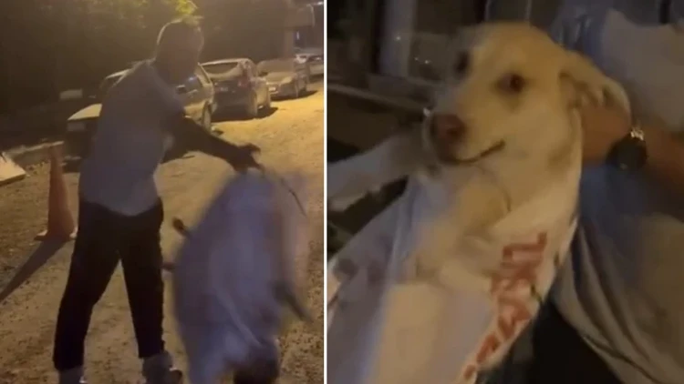 Hatay'da Çuvala Konulan Sokak Köpeğini Hayvansever Kadın Kurtardı