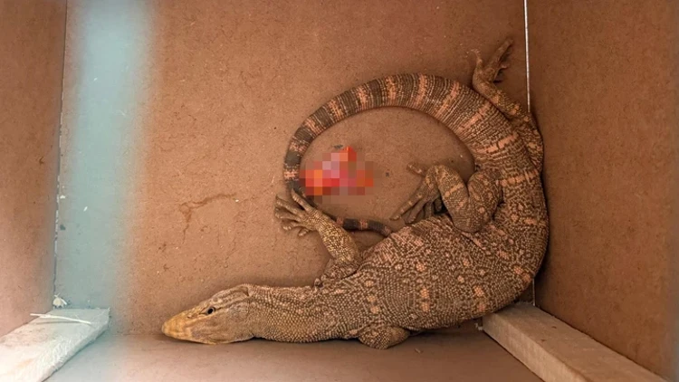 Şırnak'ta İkinci Kez Çöl Varanı Görüldü: Tedavisinin Ardından Doğaya Bırakıldı