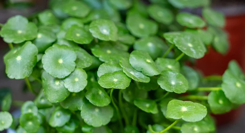 Centella Asiatica Nedir? Kore Cilt Bakımının Gözde İçeriği Ne İşe Yarıyor?