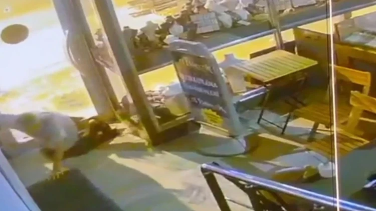 Adana'da İlginç Hırsızlık! Camı Kırıp Sürünerek Girdi, İmitasyon Takıları Çaldı