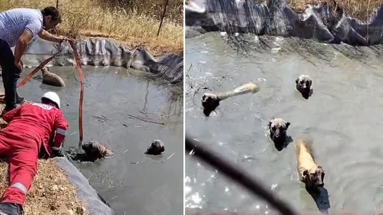 Tekirdağ'da Gölette Mahsur Kalan 4 Köpek Vatandaşların Çabasıyla Kurtarıldı