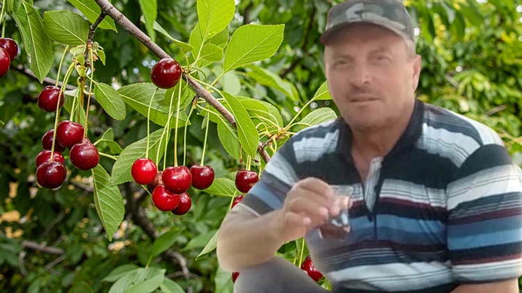 Kastamonu'da Kiraz Yiyen Karı Koca Hayatını Kaybetti! Tarım İlacı Şüphesi Araştırılıyor