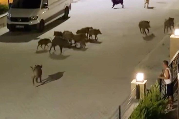 Aydın’da Yaban Domuzuna Köpekler Saldırdı! Çığlıkları Duyan Sürü Yardıma Koştu