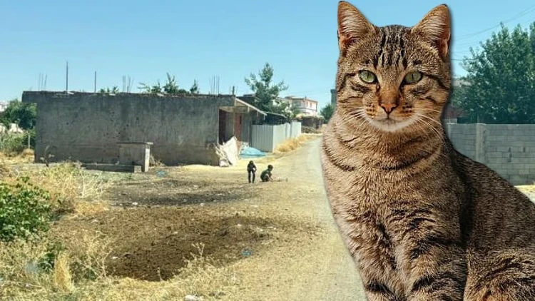 Diyarbakır’da Kuduz Vakası: Kedinin Isırdığı 4 Yaşındaki Çocuk Entübe Edildi