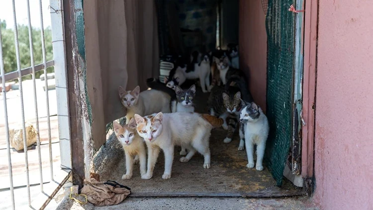 Mersin’de Çöp Ev İhbarına Giden Ekipler Yaklaşık 100 Kediyle Karşılaştı